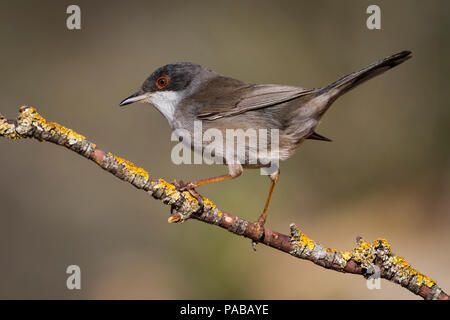 Sardische warbler, stehend auf einem Zweig Stockfoto