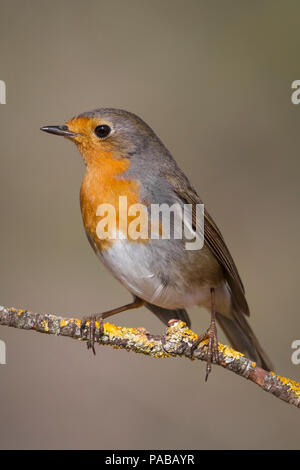 Erithacus rubecula stehend auf einem Felsen Stockfoto