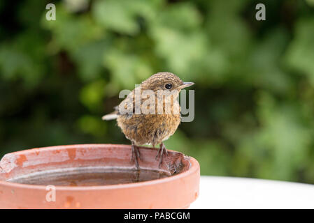 Junge Rotkehlchen, Erithacus rubecula, stehend auf alten Terrakotta Ton Wasserabscheidertopf Stockfoto