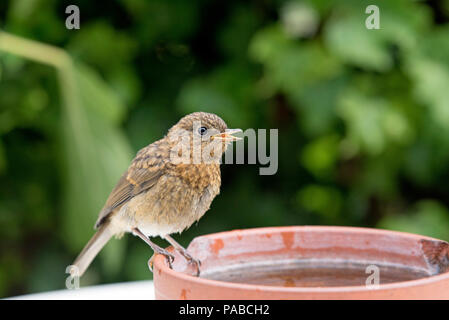 Junge Rotkehlchen, Erithacus rubecula, stehend auf alten Terrakotta Ton Wasserabscheidertopf Stockfoto