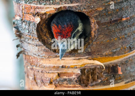 Juvenile Buntspecht (Dendrocopos major) sieht von nestmulde. Stockfoto