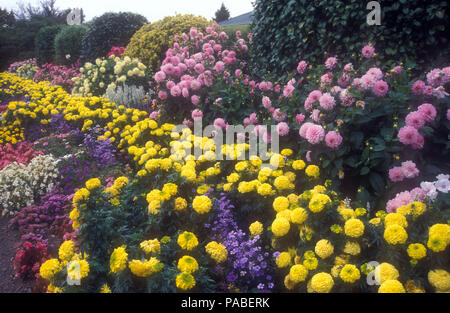 Große Blaue Berge Garten mit einem Garten Bett von Pink Dahlia Blumen, gelb Tagetes (Tagetes) und andere kleinere verschiedene Pflanzen, Australien Stockfoto