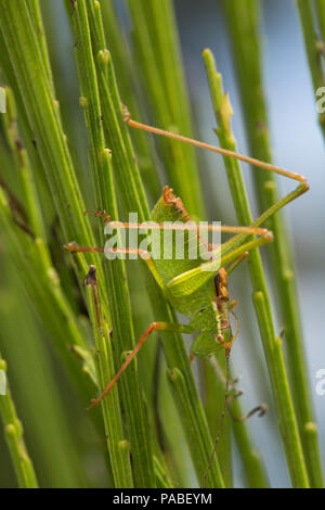 Ein männlicher Speckled-Bush Leptophyes punctatissima, Kricket, auf einem Besen Bush während Großbritannien 2018 Hitzewelle Dorset England UK GB getarnt. 21.7.2018 Stockfoto