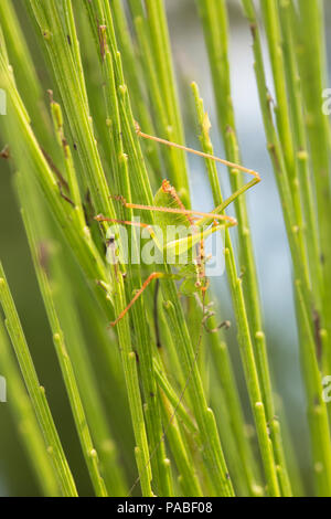 Ein männlicher Speckled-Bush Leptophyes punctatissima, Kricket, auf einem Besen Bush während Großbritannien 2018 Hitzewelle Dorset England UK GB getarnt. 21.7.2018 Stockfoto