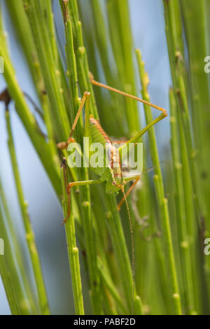 Ein männlicher Speckled-Bush Leptophyes punctatissima, Kricket, auf einem Besen Bush während Großbritannien 2018 Hitzewelle Dorset England UK GB getarnt. 21.7.2018 Stockfoto