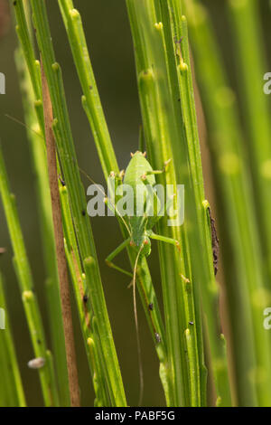 Eine weibliche Speckled-Bush Leptophyes punctatissima, Kricket, auf einem Besen Bush während Großbritannien 2018 Hitzewelle Dorset England UK GB getarnt. 21.7.2018 Stockfoto