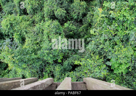 Rainforest Canopy von einer hölzernen Plattform an der Kakum National Park in der Nähe von Cape Coast, Ghana gesehen Stockfoto