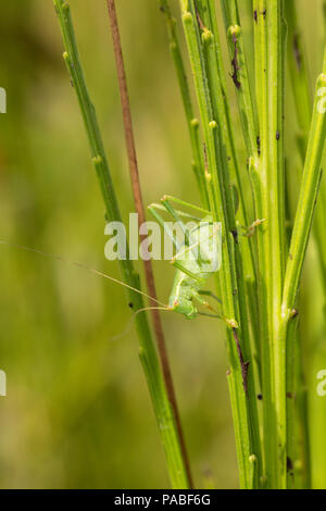 Eine weibliche Speckled-Bush Leptophyes punctatissima, Kricket, auf einem Besen Bush während Großbritannien 2018 Hitzewelle Dorset England UK GB getarnt. 21.7.2018 Stockfoto