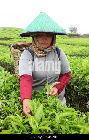 Arbeiterinnen zupfen Blätter zu einem Tee Plantage auf Sumatra, Indonesien Stockfoto