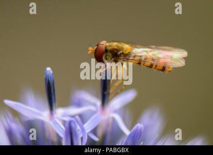 Hoverflys, im Garten, Hamburg, Deutschland Stockfoto