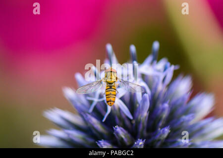 Hoverflys, im Garten, Hamburg, Deutschland Stockfoto