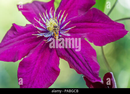 Hoverflys, im Garten, Hamburg, Deutschland Stockfoto