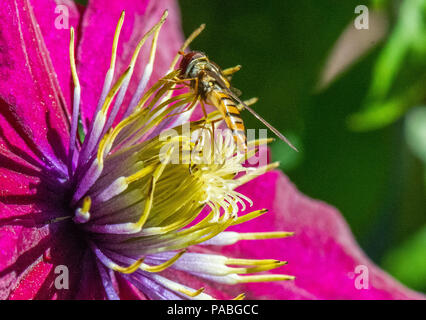 Hoverflys, im Garten, Hamburg, Deutschland Stockfoto