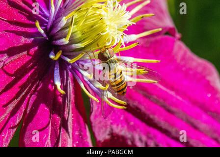 Hoverflys, im Garten, Hamburg, Deutschland Stockfoto