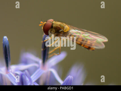 Hoverflys, im Garten, Hamburg, Deutschland Stockfoto