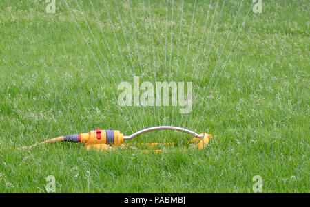 Sprinkler mit einem gelben Schlauch verwendet wird, einen Rasen zu Wasser. Stockfoto