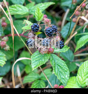 Brombeeren Reifen auf einem dornbusch Werk im Englischen Hecke Stockfoto