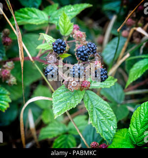 Brombeeren Reifen auf einem dornbusch Werk im Englischen Hecke Stockfoto