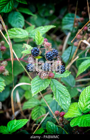 Brombeeren Reifen auf einem dornbusch Werk im Englischen Hecke Stockfoto