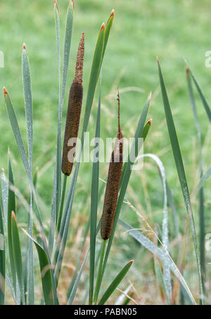 Gemeinsame Rohrkolben (Typha latifolia) wächst in einem Graben an den Rand eines Feldes Stockfoto