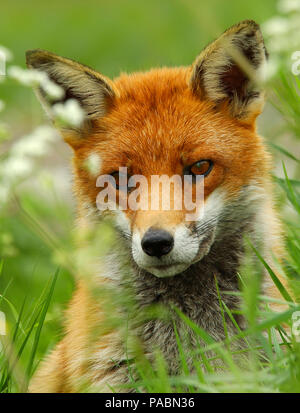 Nahaufnahme, Porträt einer wunderschönen nach British Red Fox (Vulpes vulpes) gerade Vorwärts Stockfoto