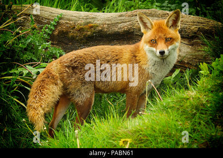 Erwachsene Europäische Red Fox (Vulpes vulpes) stehen und nach vorne über die gesamte Länge Ihres Körpers (mit Vignettierung) Stockfoto