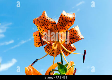Lilium lancifolium (Tiger Lily) rötlich-orange schwarz-gefleckte Blume auf Hintergrund des blauen Himmels. Stockfoto