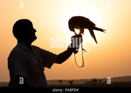 Silhouette einer sakerfalke vor einem Sonnenaufgang in der Wüste thront auf seinem männlichen handler Leder Handschuh. Dubai, VAE. Stockfoto