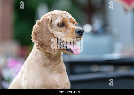 Süße kleine goldene cocker spaniel Welpe mit frisch geschnittene kurze Haare für Sommer und lang herabhängende Ohren sitzt keuchend im Freien auf einer Terrasse Stockfoto