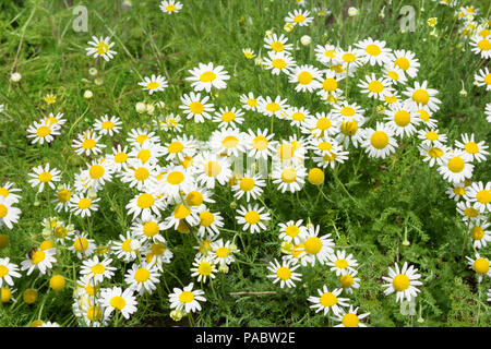 Nahaufnahme von Blooming Kamille Feld. Arzneimittel Kamille Stockfoto