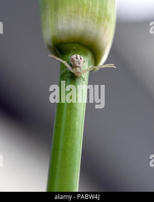 Garden Spider in Nordkalifornien Stockfoto