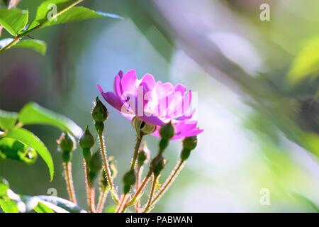 Violet Rose Blume im Sommer Garten wachsen Stockfoto