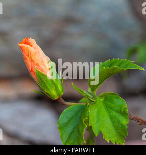 Hibiscus rosa-sinensis. Isoliert. Close Up. Stock Bild Stockfoto