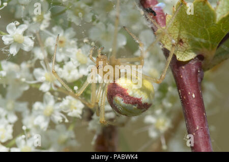Bunt gestreiften Spinne (Enoplognatha ovata) Stockfoto