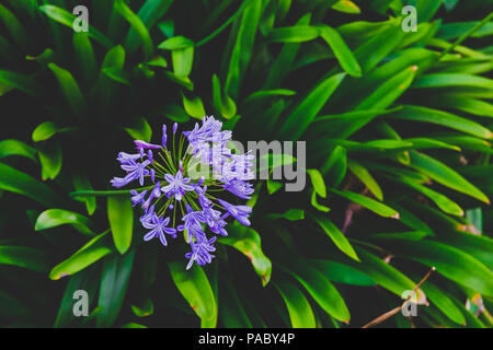 In der Nähe von wunderschönen subtropischen Agapanthus Lilie der Nil Anlage geschossen in Queensland, Australien im Sommer Stockfoto