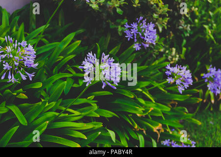 In der Nähe von wunderschönen subtropischen Agapanthus Lilie der Nil Anlage geschossen in Queensland, Australien im Sommer Stockfoto