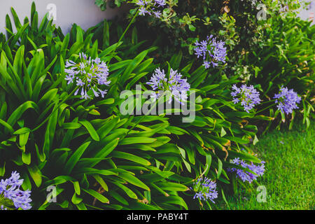 In der Nähe von wunderschönen subtropischen Agapanthus Lilie der Nil Anlage geschossen in Queensland, Australien im Sommer Stockfoto