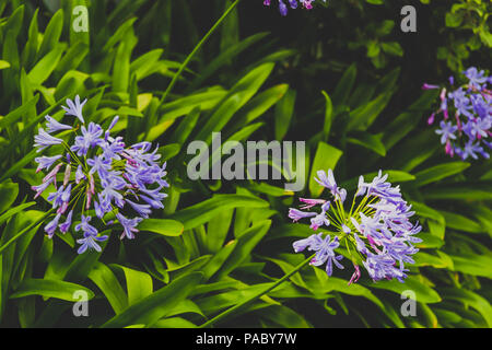 In der Nähe von wunderschönen subtropischen Agapanthus Lilie der Nil Anlage geschossen in Queensland, Australien im Sommer Stockfoto