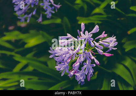 In der Nähe von wunderschönen subtropischen Agapanthus Lilie der Nil Anlage geschossen in Queensland, Australien im Sommer Stockfoto