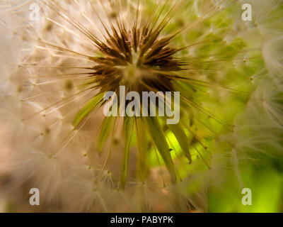 Kopf Löwenzahn und Blick in einen Löwenzahn auf grünem Hintergrund closeup Stockfoto