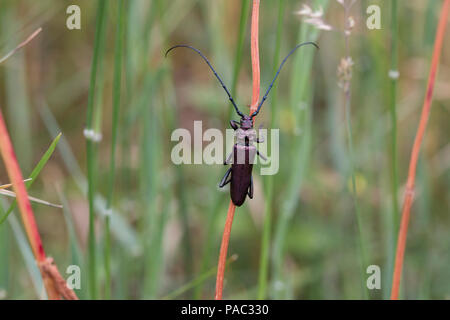 Longhorn beetle Aromia moschata Moschus klettern auf Gras Halme Wald von Cree Galloway & Dumfries, Schottland Stockfoto