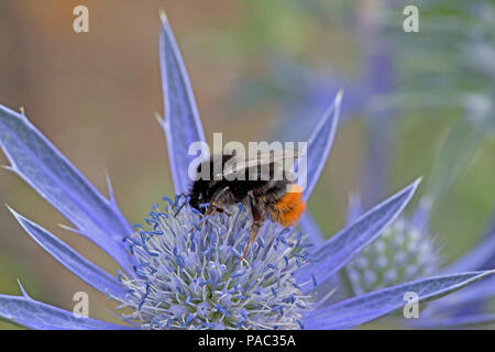 Red-tailed bumble bee Bombus spp auf Eryngium Blume Dumfries und Galloway Schottland Stockfoto