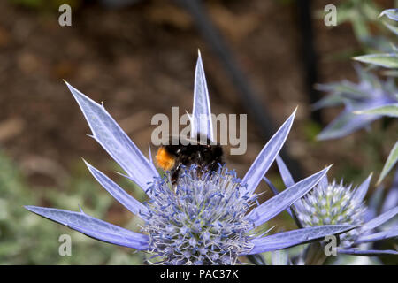 Red-tailed bumble bee Bombus spp auf Eryngium Blume Dumfries und Galloway Schottland Stockfoto