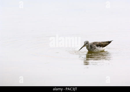 Gemeinsame oder Eurasische Greenshank (Tringa nebularia) Chevalier aboyeur Stockfoto