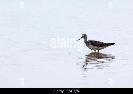 Gemeinsame oder Eurasische Greenshank (Tringa nebularia) Chevalier aboyeur Stockfoto