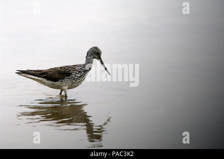 Gemeinsame oder Eurasische Greenshank (Tringa nebularia) Chevalier aboyeur Stockfoto