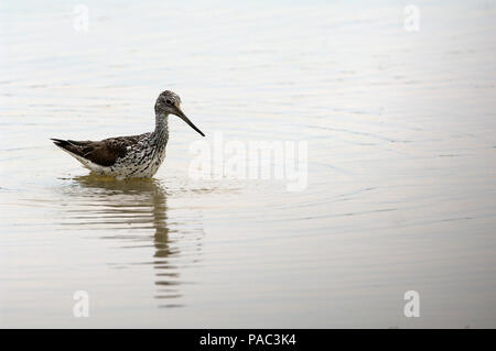 Gemeinsame oder Eurasische Greenshank (Tringa nebularia) Chevalier aboyeur Stockfoto