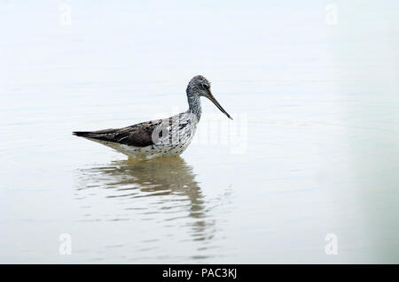 Gemeinsame oder Eurasische Greenshank (Tringa nebularia) Chevalier aboyeur Stockfoto