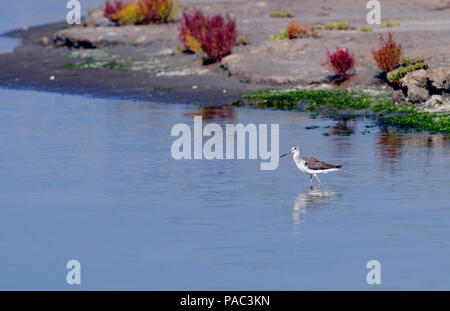 Gemeinsame oder Eurasische Greenshank (Tringa nebularia) Chevalier aboyeur Stockfoto