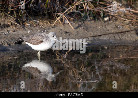 Chevalier aboyeur - Gemeinsame oder Eurasische Greenshank - Tringa nebularia Stockfoto